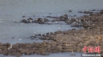 　三门峡大坝附近成为众多鸟类休憩和觅食场所。张明云 摄 - 中国新闻社河南分社