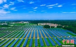 　一排排光伏发电面板源源不断产生清洁能源。(无人机照片) 金月全 摄 - 中国新闻社河南分社
