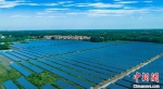 一排排光伏发电面板源源不断产生清洁能源。(无人机照片) 金月全 摄 - 中国新闻社河南分社
