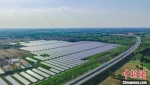 　光伏发电面板在阳光下熠熠生辉。(无人机照片) 宋福星 摄 - 中国新闻社河南分社