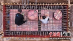 工人正在进行暖气管道焊接。 刘俊涛 摄 - 中国新闻社河南分社
