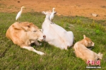 　图为两只牛背鹭站在牛背上休憩。徐迪 摄 - 中国新闻社河南分社