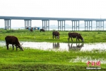 丹江河边吸引大量牛背鹭在此嬉戏觅食。徐迪 摄 - 中国新闻社河南分社