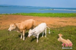 丹江河边吸引大量牛背鹭在此嬉戏觅食。徐迪 摄 - 中国新闻社河南分社