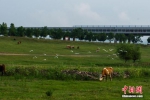 大量牛背鹭在丹江河边嬉戏觅食。徐迪 摄 - 中国新闻社河南分社