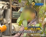 郏县8岁小学生骂老师 被老师摁倒掌掴满脸巴掌印 - 河南一百度