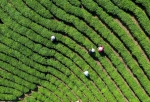 河南信阳茶园：茶农采茶忙 - 河南一百度