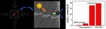 白锋教授课题组在国际顶级期刊Nano Letters及ACS Nano上发表系列学术论文 - 河南大学