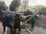 狂风暴雨中，郑州街头树木频频断裂 - 河南一百度