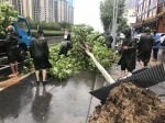 狂风暴雨中，郑州街头树木频频断裂 - 河南一百度