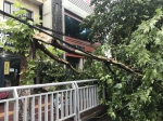 狂风暴雨中，郑州街头树木频频断裂 - 河南一百度