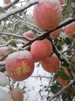 三门峡下雪了！洋洋洒洒漫天飞舞…… - 河南一百度