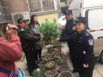 25株罂粟藏身小区花盆内，郑州老太太的反应亮了！ - 河南一百度