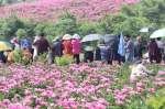 大量游客慕名而来，赏花游玩。谢万柏 摄 - 中国新闻社河南分社