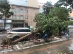 大雨后郑州一段路倒了31棵行道树，15辆车被砸！ - 河南一百度