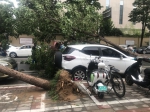 大雨后郑州一段路倒了31棵行道树，15辆车被砸！ - 河南一百度