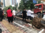 大雨后郑州一段路倒了31棵行道树，15辆车被砸！ - 河南一百度