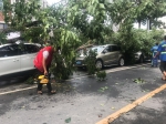 大雨后郑州一段路倒了31棵行道树，15辆车被砸！ - 河南一百度