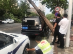 大雨后郑州一段路倒了31棵行道树，15辆车被砸！ - 河南一百度