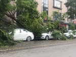 大雨后郑州一段路倒了31棵行道树，15辆车被砸！ - 河南一百度