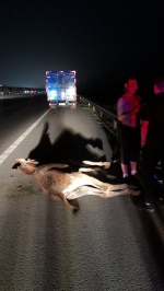 河南高速路夜晚惊现一头驴，民警巧使“绊马索”擒元凶 - 河南一百度