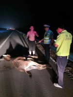 河南高速路夜晚惊现一头驴，民警巧使“绊马索”擒元凶 - 河南一百度