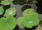 大雨 ！暴雨！7级大风！台风还在北上，河南这些地方继续下雨 - 河南一百度