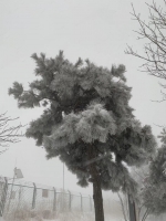 降雪继续!郑州发布大雾和结冰预警 - 河南一百度