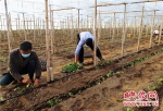 扶沟县:人勤菜甜春色好 生产有序供应足 - 河南一百度