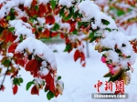 河南北部部分地区降雪 雪景图美不胜收 - 中国新闻社河南分社