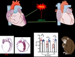 我校马远方教授团队在Science Translational Medicine发表最新研究成果 - 河南大学