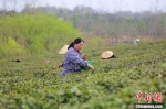 喝好茶、养好虾 河南潢川因地制宜走出致富路 - 中国新闻社河南分社