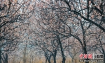 纷纷扬扬的春雪将整个桃花林速冻。孙庆新 摄 　　时下正是云台山桃花盛开的季节，当怒放的山桃花 - 中国新闻社河南分社