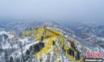 图为雪后的连翘花基地。聂金锋 摄 - 中国新闻社河南分社